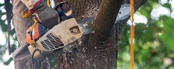 Best Aeration Services  in Union Point, GA