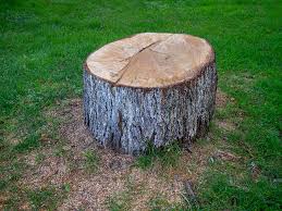 Best Fruit Tree Pruning  in Union Point, GA