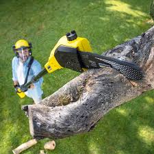 Best Tree Trimming and Pruning  in Union Point, GA