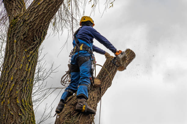 Best Tree Maintenance Programs  in Union Point, GA