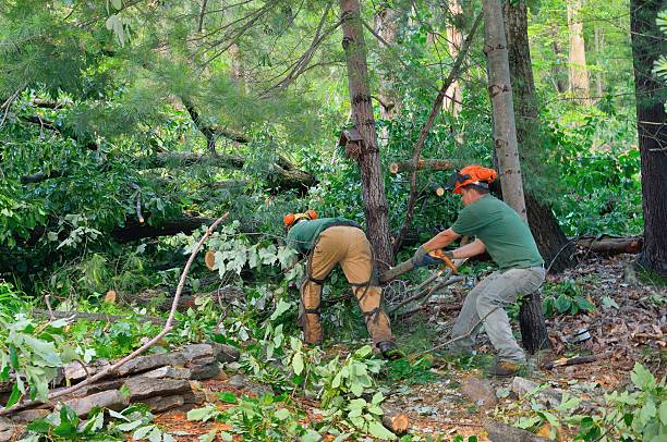 Union Point, GA Tree Services Company