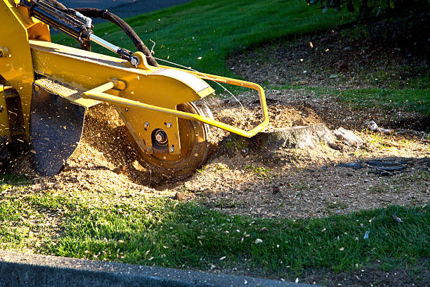Best Storm Damage Tree Cleanup  in Union Point, GA