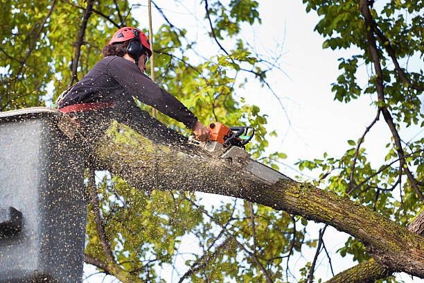 Best Palm Tree Trimming  in Union Point, GA