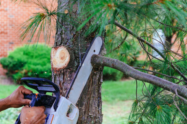Best Pest Control for Lawns  in Union Point, GA